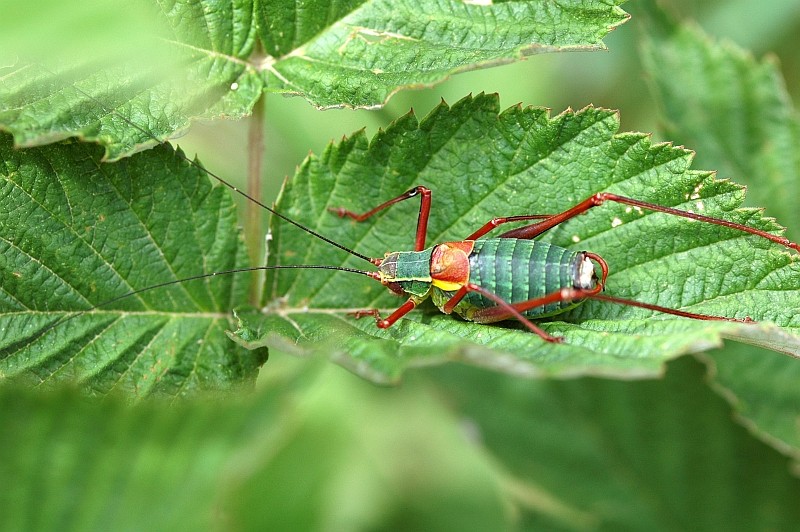 Barbitistes alpinus (Phaneropteridae)